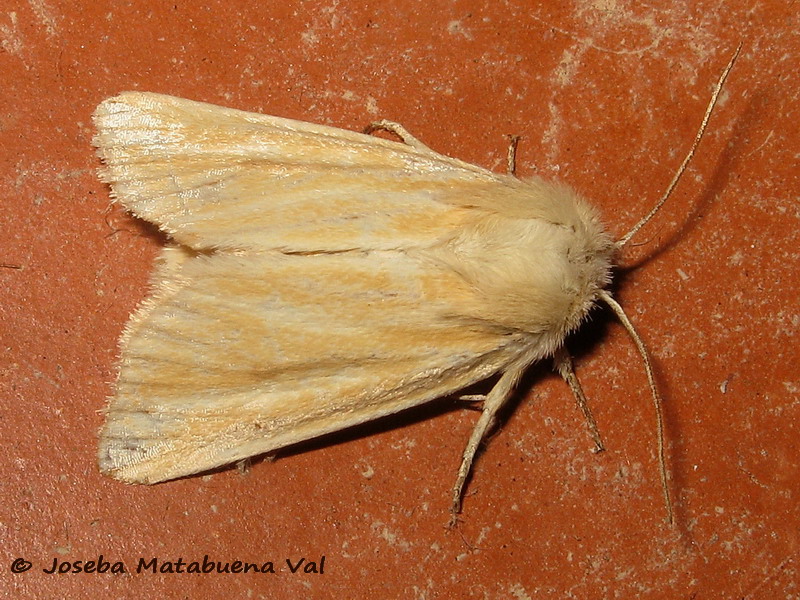 Noctuidae della fine settimana scorsa